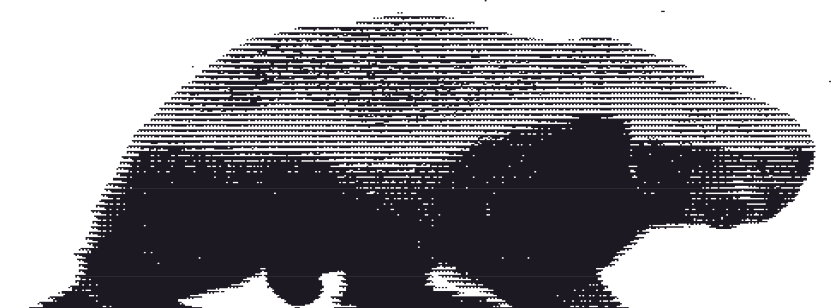 Badger illustration